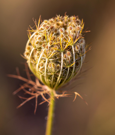 Dry flower grows in nature.