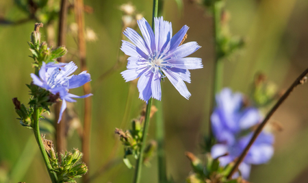 Blue flower grows in nature.の写真素材