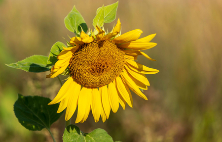 Sunflower growing in the garden.の写真素材