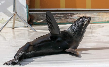 Seal as an artist in the circus.