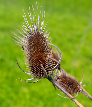 Dry flower in spring steppe.の写真素材