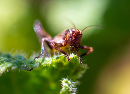 Grasshopper in nature in spring.
