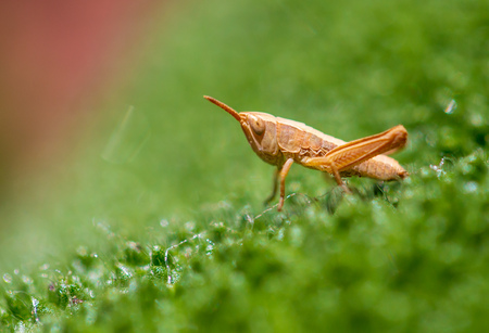 Grasshopper in nature in spring.の写真素材