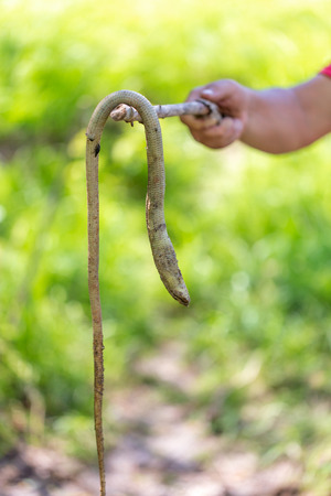 Dead snake hanging on a stick.の写真素材