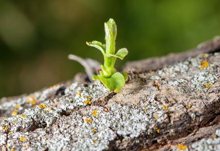 Small green leaves on a tree in spring.