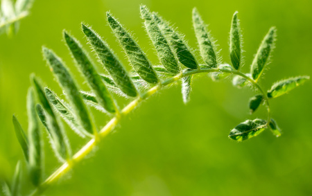 Green leaves on the grass in spring.の写真素材