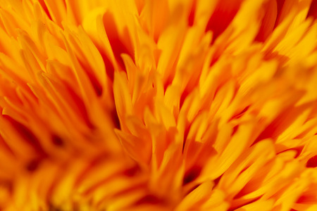 Orange flower on nature as a background.の写真素材