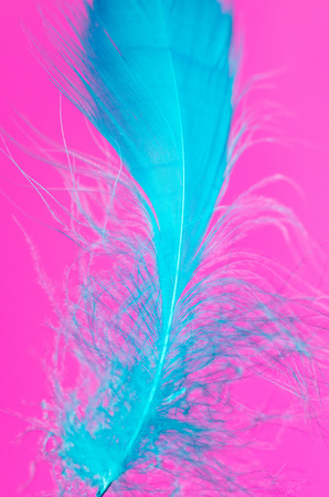 Blue feather isolated on pink background .の写真素材