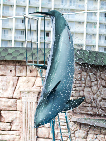 Dolphin jumps from the pool in the park.の写真素材