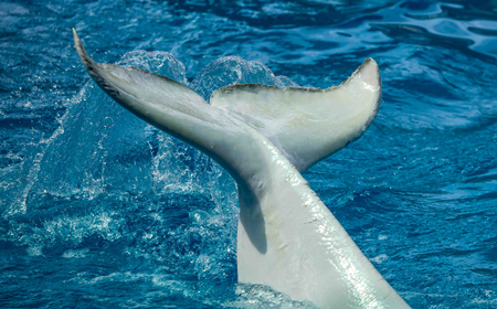 Tail of a big white dolphin in the pool.の写真素材
