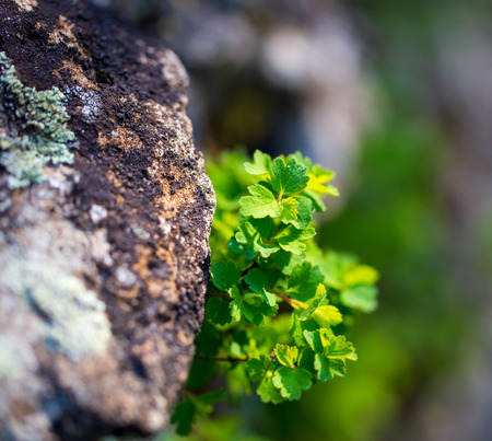 Grass grows in mountain fat.
