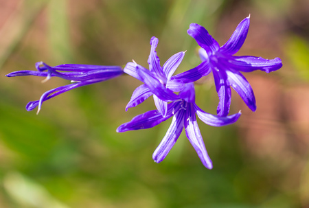Blue flower in the spring steppe.