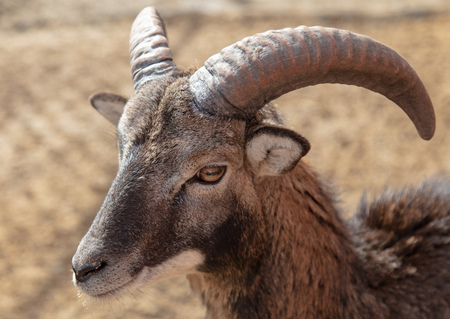 Portrait of a mountain sheep in a zoo .
