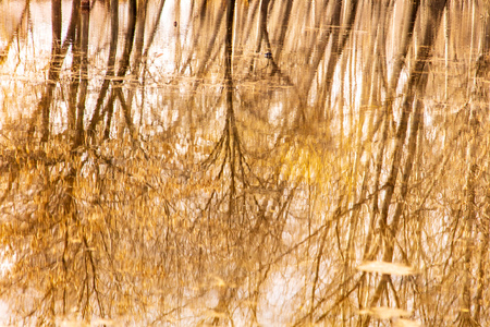 Reflection of trees in the water in early spring.の写真素材