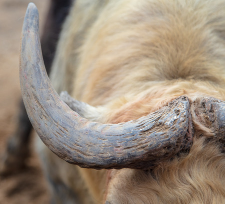 Buffalo Horn at the Zoo.の写真素材