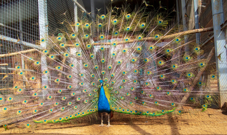 Portrait of a peacock in a zoo.の写真素材