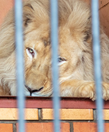 Portrait of a lion in a cage at the zoo.の写真素材
