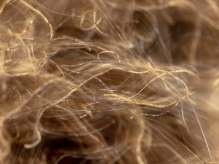Scorched hair on the head. Macro.