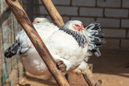 Chickens are sitting on a farm.の写真素材