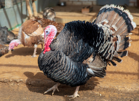 Portrait of a turkey in nature.の写真素材