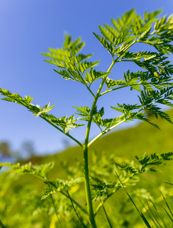 Green leaves on carrot in spring.