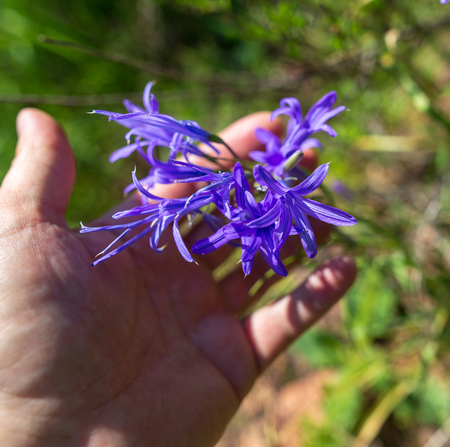 Blue flower in hand in spring steppe.