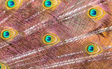 Peacock feathers on nature as background.の写真素材