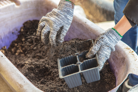 Gardener prepares soil for seedlings in spring.の写真素材