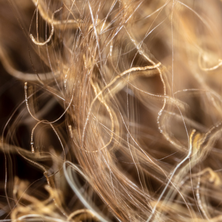 Scorched hair on the head. Macro.の写真素材