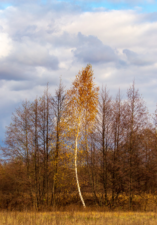 Tree branches at sunset in autumn.の写真素材