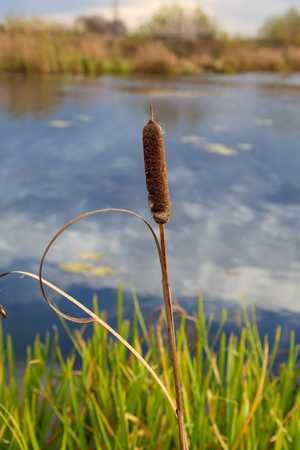 Reed grows on a pond in autumn.の写真素材