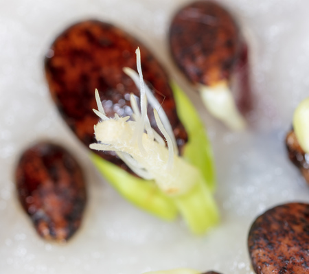 Watermelon seed germinates in a napkin. Macro.の写真素材