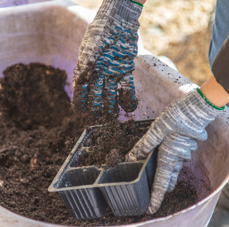 Gardener prepares soil for seedlings in spring.の写真素材