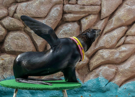 Seal as an artist in the circus.の写真素材