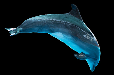 Dolphin isolated on black background.