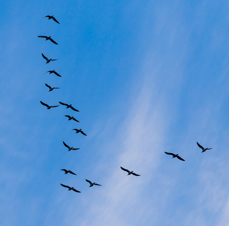 A flock of birds fly south on a blue sky.の写真素材