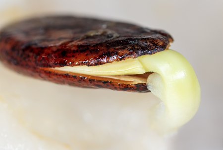 Watermelon seed germinates in a napkin. Macro.
