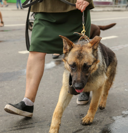 Lipetsk, Russia - May 9, 2019: Action Immortal Regiment. People go with dogs .のeditorial素材