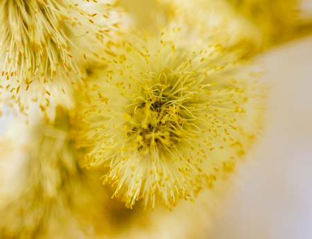Yellow flowers on the branches of willow .