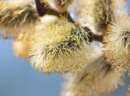 Yellow flowers on the branches of willow .