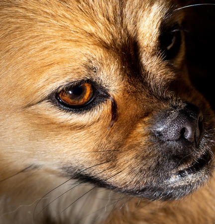 Portrait of a red dog in nature .の写真素材