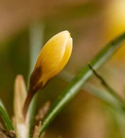 Yellow snowdrop flower on nature in spring .の写真素材
