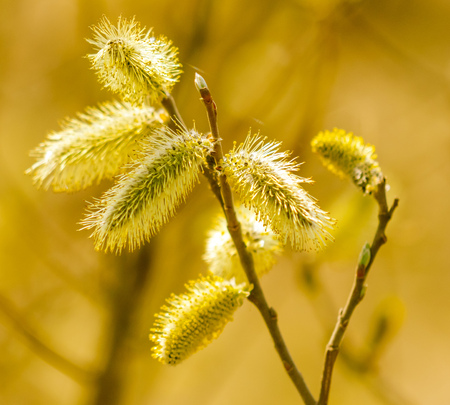 Yellow flowers on the branches of willow .の写真素材