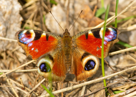 Butterfly on dry grass in spring .の写真素材