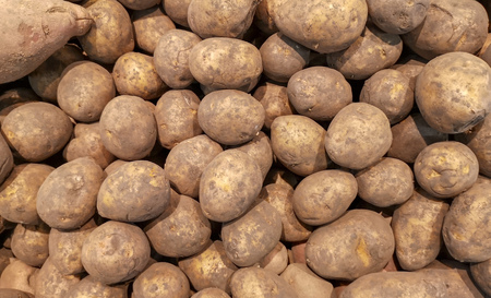 Potatoes on the counter in the store .の写真素材