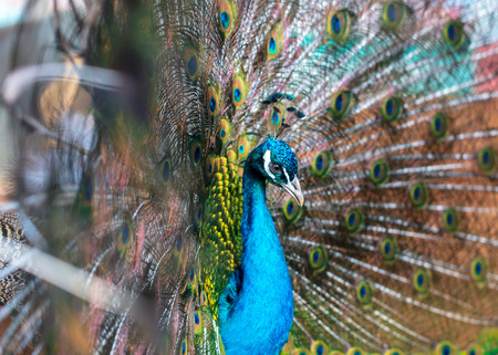 Portrait of a peacock in a zoo.の写真素材