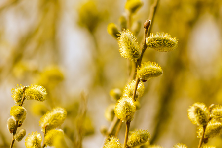Yellow flowers on the branches of willow .の写真素材