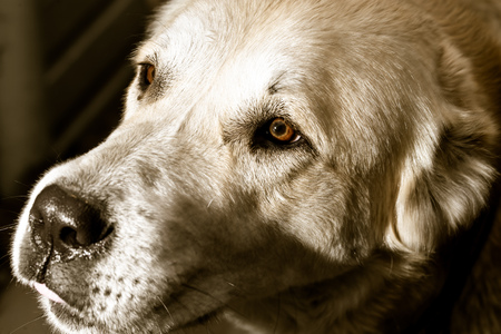 Portrait of a big white dog in nature .