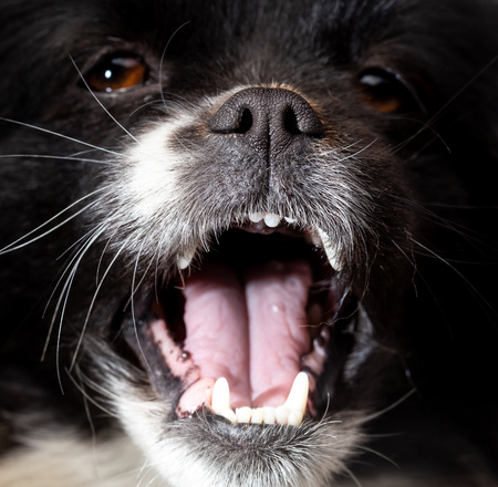 Mouth a black dog in nature .の写真素材