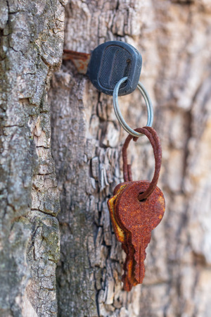 Rusty keys in the bark of a tree .の写真素材